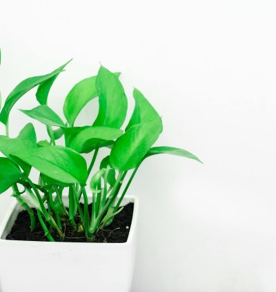 Succulent Plant Collection