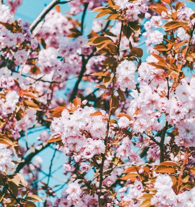 Ceramic Garden Planter